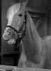 photo Mister Ed